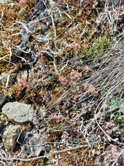 Hylotelephium cyaneum