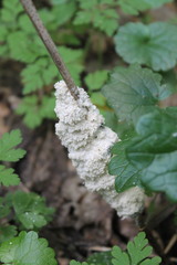 Fuligo septica candida