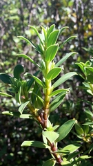 Pimelea longifolia