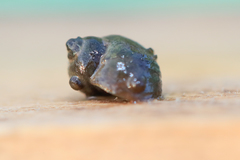 Lithoglyphus naticoides