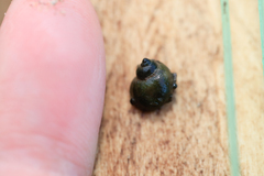 Lithoglyphus naticoides