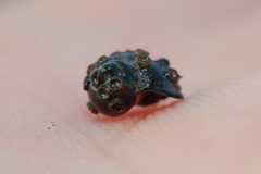 Lithoglyphus naticoides