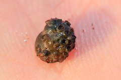 Lithoglyphus naticoides