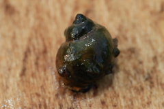 Lithoglyphus naticoides