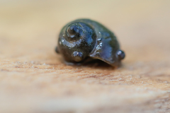 Lithoglyphus naticoides