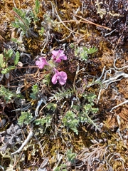 Pedicularis amoena
