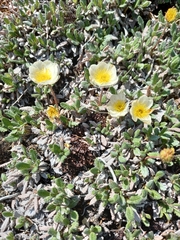Dryas ajanensis