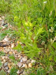 Pulicaria dysenterica