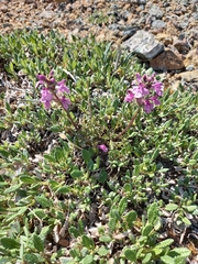 Pedicularis amoena