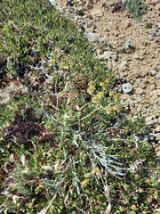 Bupleurum triradiatum