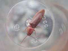 Stenagostus rhombeus