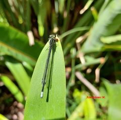 Apanisagrion lais