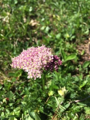 Mutellina purpurea