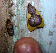 Prooedema inscisalis