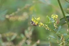 Colletes alini