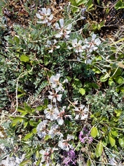 Astragalus tugarinovii