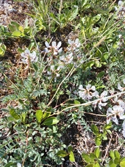 Astragalus tugarinovii