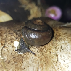 Sauroconcha jervisensis