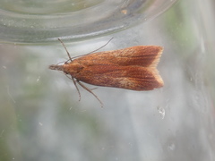 Dichomeris ustalella