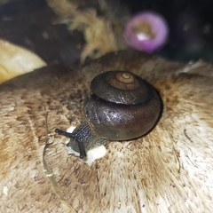 Sauroconcha jervisensis