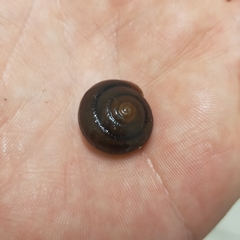 Sauroconcha jervisensis