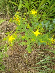 Hypericum perforatum
