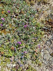 Oxytropis czukotica