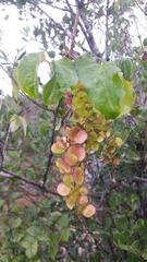 Dioscorea bosseri