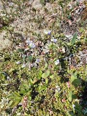 Pinguicula spathulata