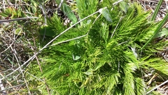 Aciphylla dissecta