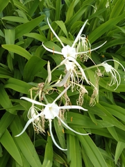 Hymenocallis speciosa