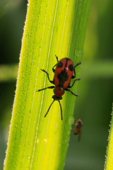 Crioceris quinquepunctata