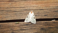Eucarta virgo