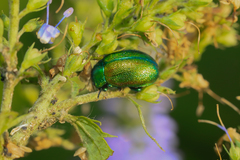 Chrysolina graminis