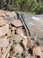 Stellaria eschscholtziana