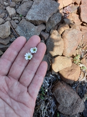 Stellaria eschscholtziana
