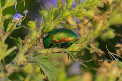 Chrysolina graminis