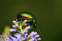 Chrysolina graminis