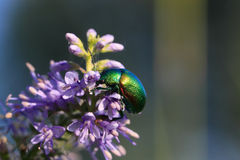 Chrysolina graminis