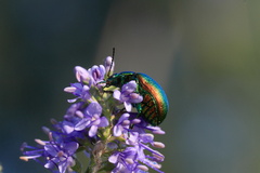 Chrysolina graminis