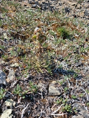 Pedicularis alopecuroides