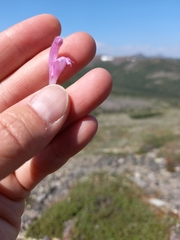 Pedicularis alopecuroides