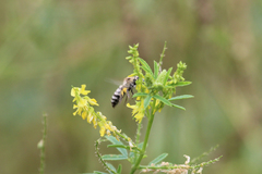 Colletes alini