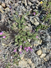 Oxytropis czukotica