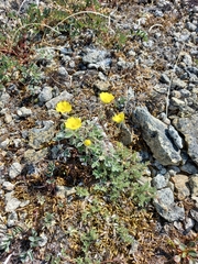 Potentilla nivea