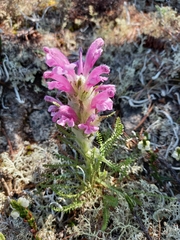 Pedicularis alopecuroides