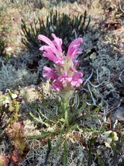 Pedicularis alopecuroides