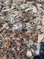 Pulsatilla ajanensis