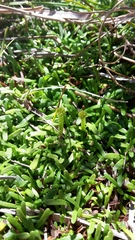 Abrotanella caespitosa