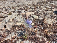 Pulsatilla ajanensis